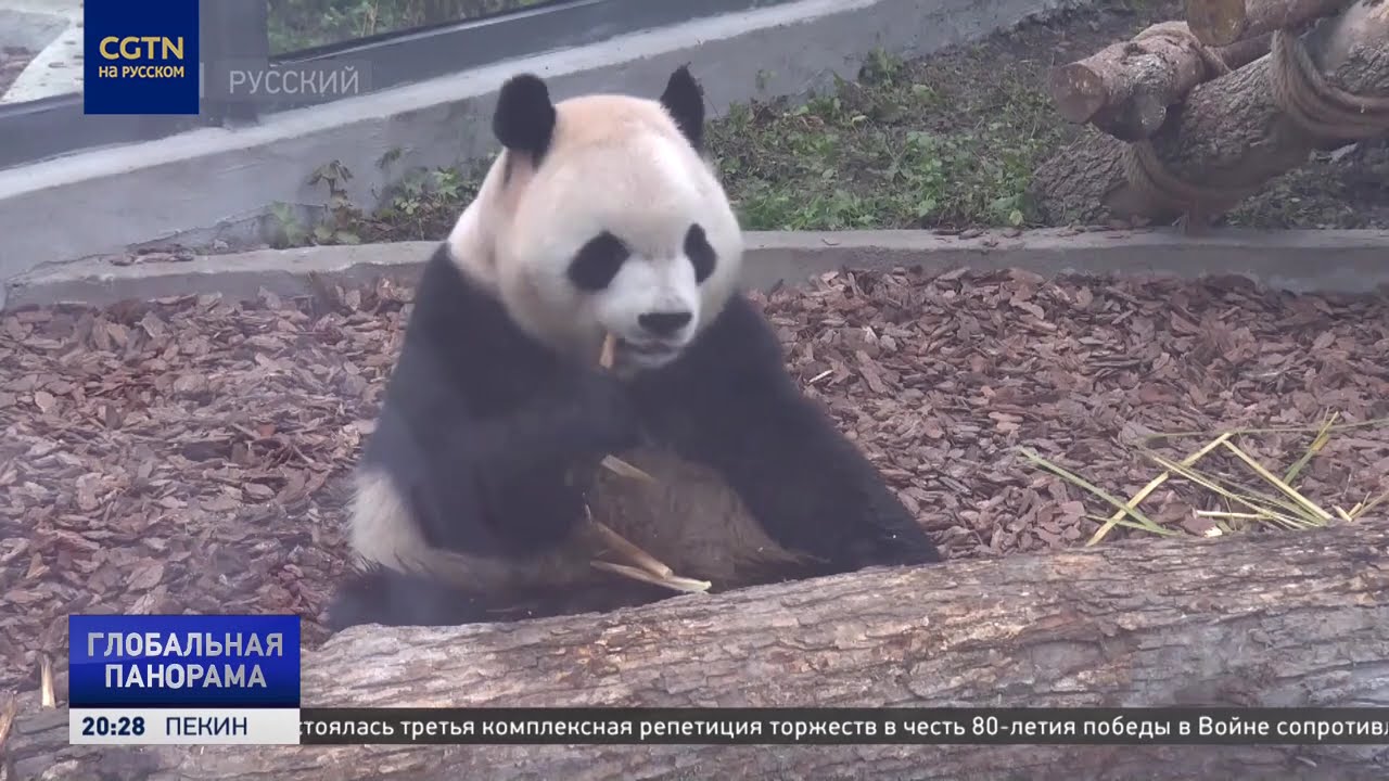 В Харбин после 30-летнего перерыва привезли гигантских панд