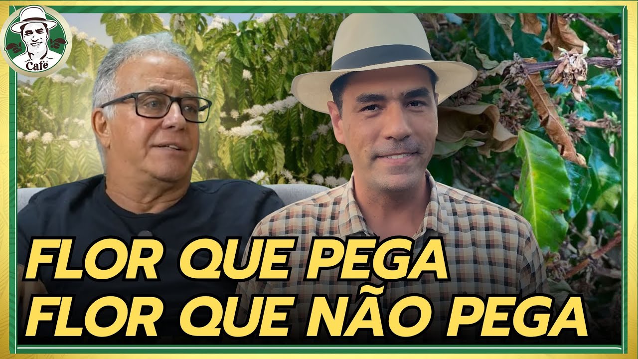 A VERDADE SOBRE A FLORADA DO CAFÉ | Entenda o que faz ela “pegar” ou não!