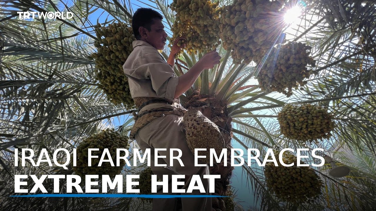 Iraqi date farmer embraces heatwave