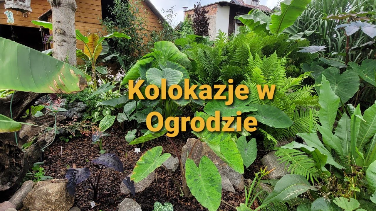 517#. Kolokazje w Ogrodzie. 14.07.21