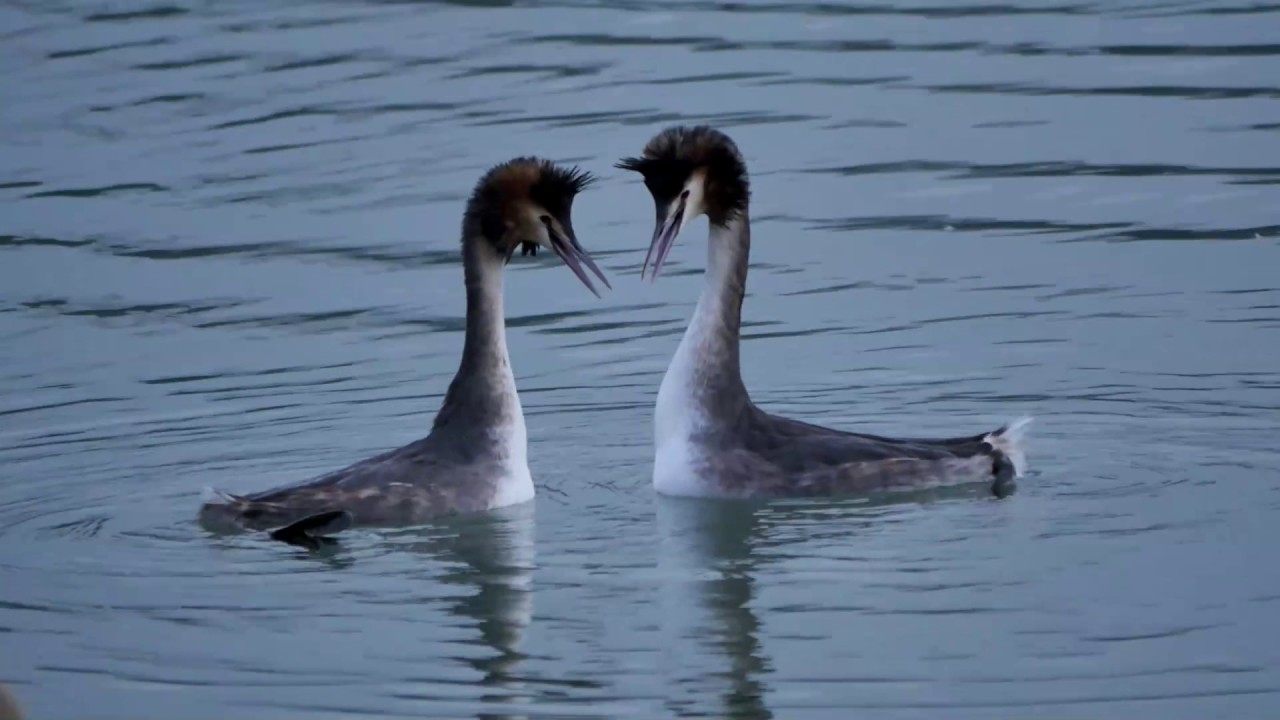 Svasso maggiore (Podiceps cristatus) -parata-