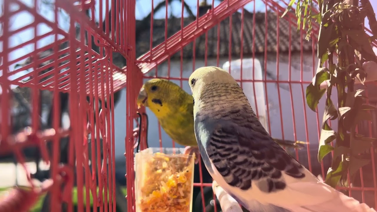 It's sunny and you like to be outside Budgies