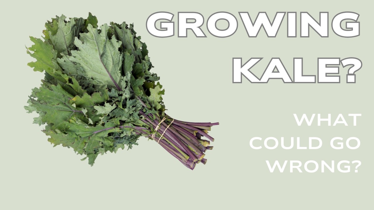 Growing kale? What could go wrong?