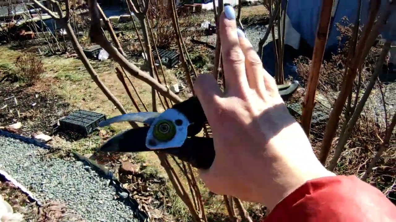 Сирень, формирую красивый каркас🌿 срочная обрезка 🌿30.03.2023