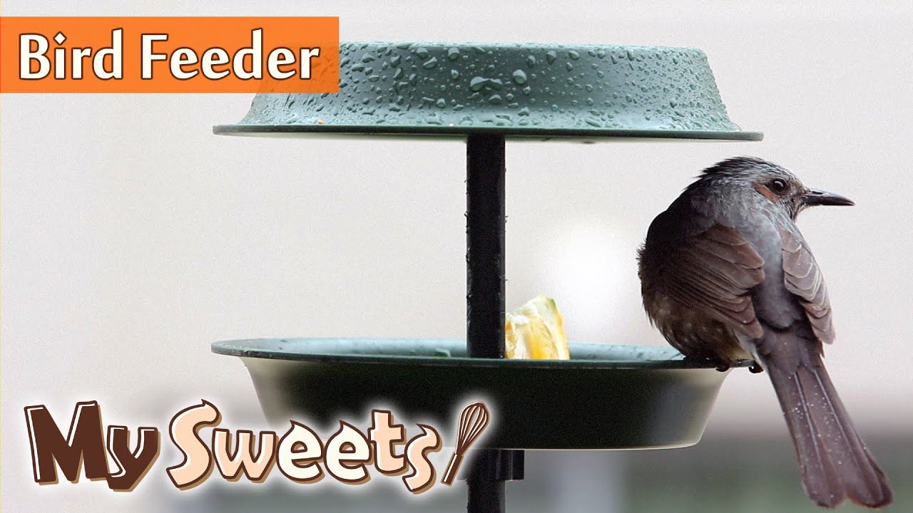 Bird feeder | MySweets Column