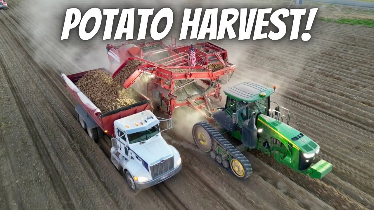 Another 7 million pounds of potatoes! Potato harvest day 10