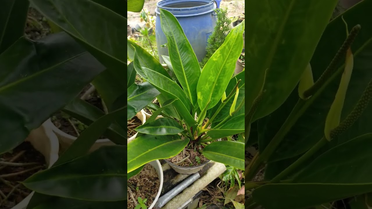 Anthurium Golok