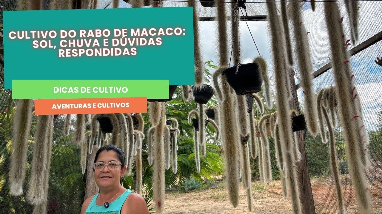 Cultivo do Rabo de Macaco: Sol, Chuva e Dúvidas Respondidas