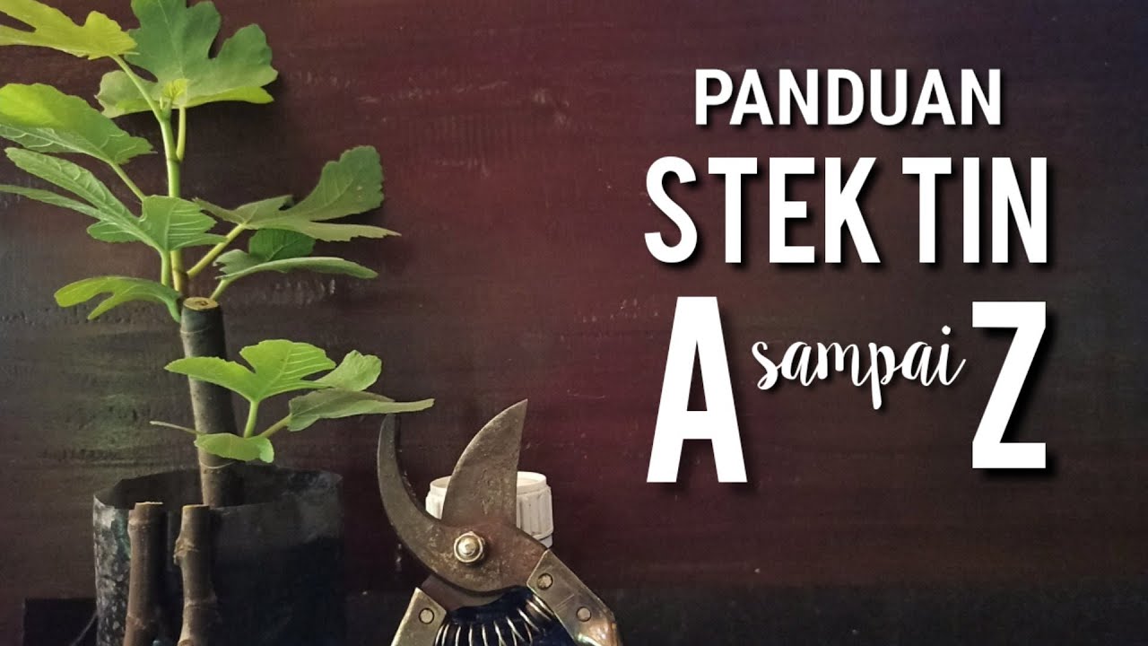PANDUAN STEK TIN/FIG TERLENGKAP