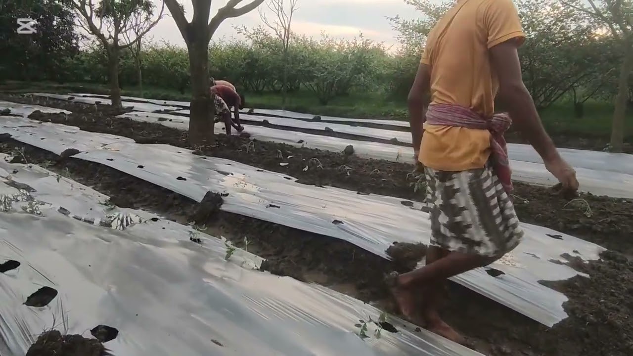 টমেটো রোপণ করেই দিলাম। ১.৫ ফিট আর ১৮ ইঞ্চি। 😀
