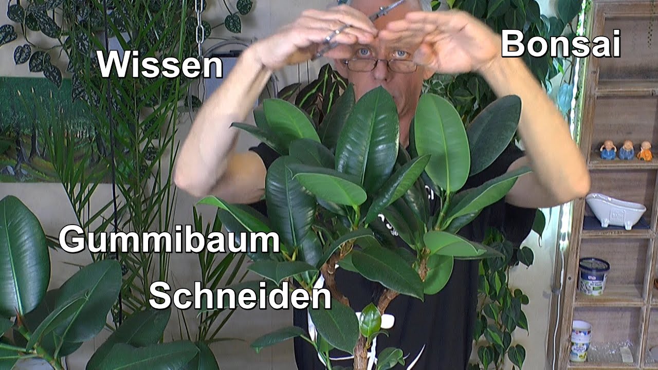 Gummibaum Rückschnitt Schneiden und umtopfen Ficus Elastica klein halten
