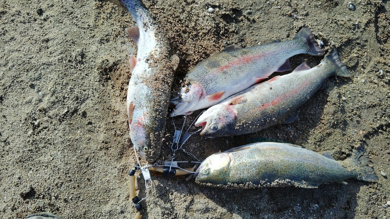Y SIGUEN SALIENDO TRUCHAS OY TOCO PESCA CON EL COMPS GLUVER