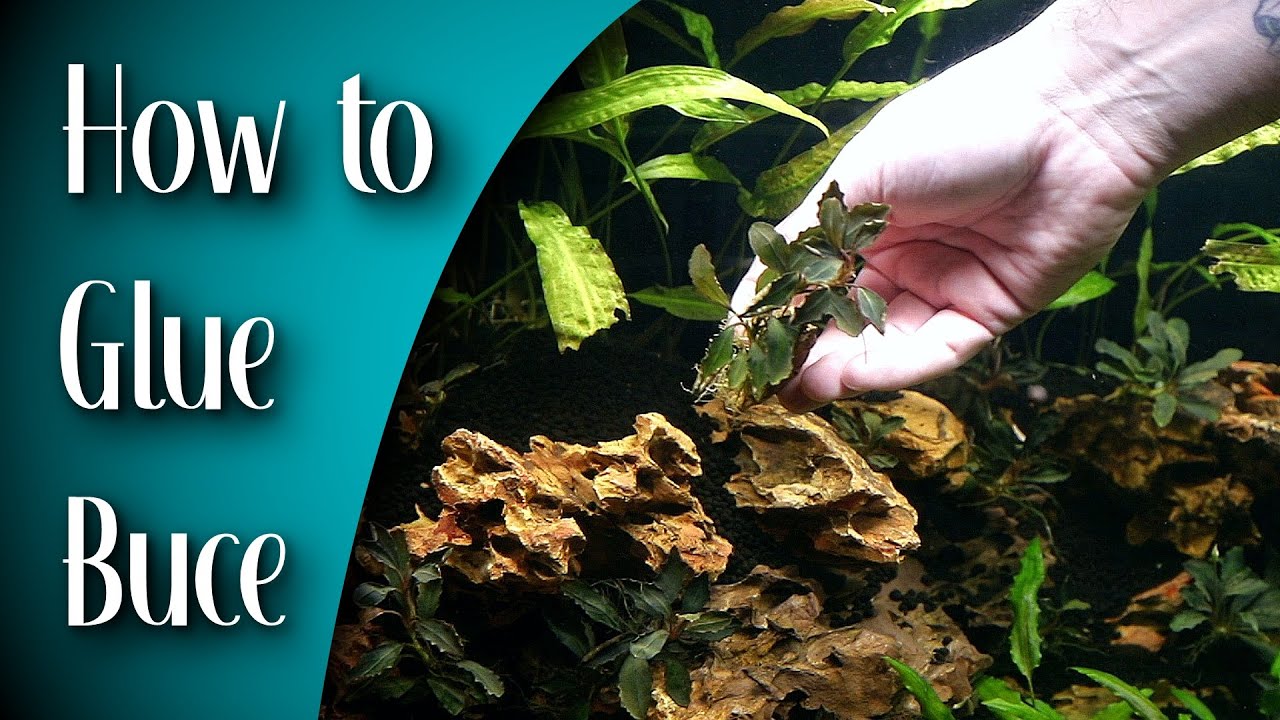 Bucephalandra Aquascape: How to