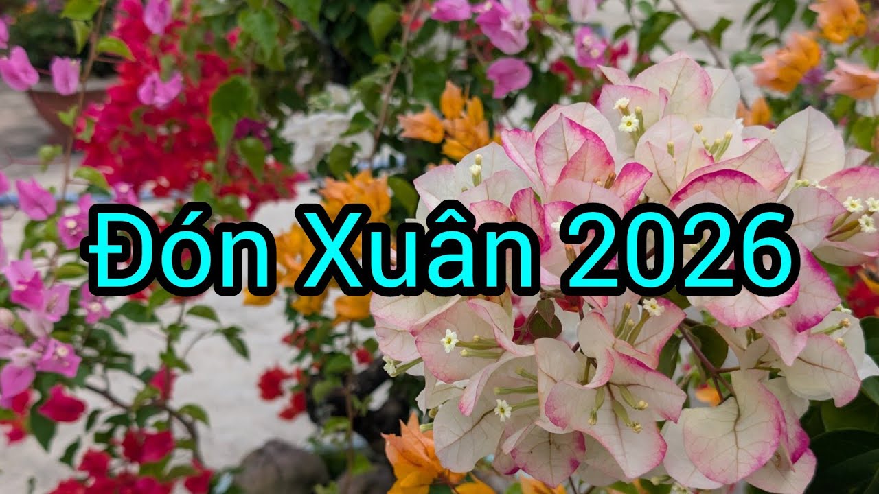 Xuân 2026 đã về. Trên quê hương Khánh Hòa 