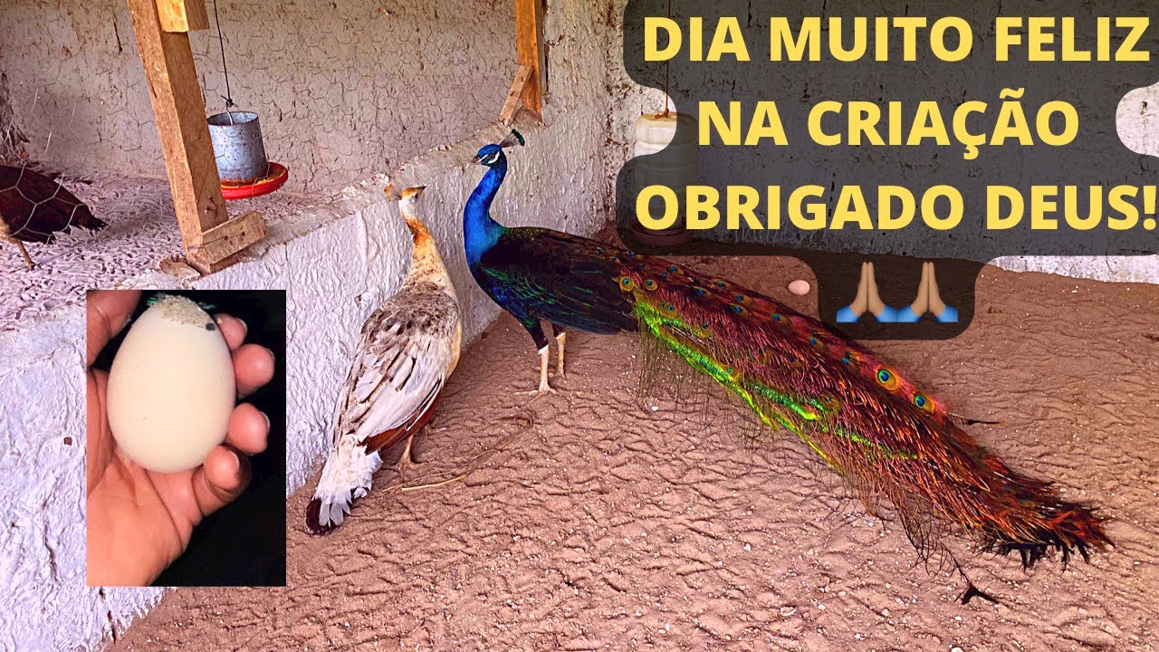 OVO DE PAVÃO | DICA SOBRE REPRODUÇÃO DOS PAVÕES