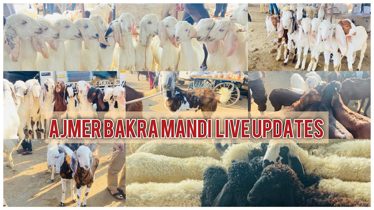 17 FEBRUARY AJMER BAKRA MANDI LIVE UPDATE/GOAT MARKET COVER WITH PRICE/Rajasthan biggest mandi