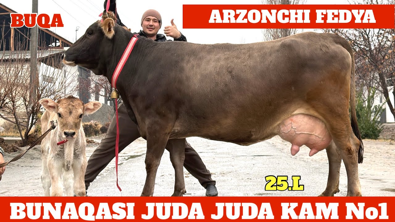 ARZONCHI FEDYA⭐️CHEMPION SHVETLAR😳BUNAQASI KAM😱ULGURIB QOLIN🔥