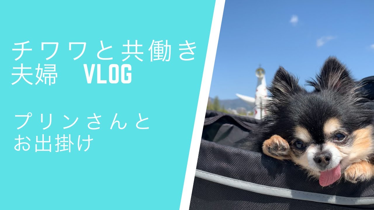 vlog/万博公園/チワワとお出掛け