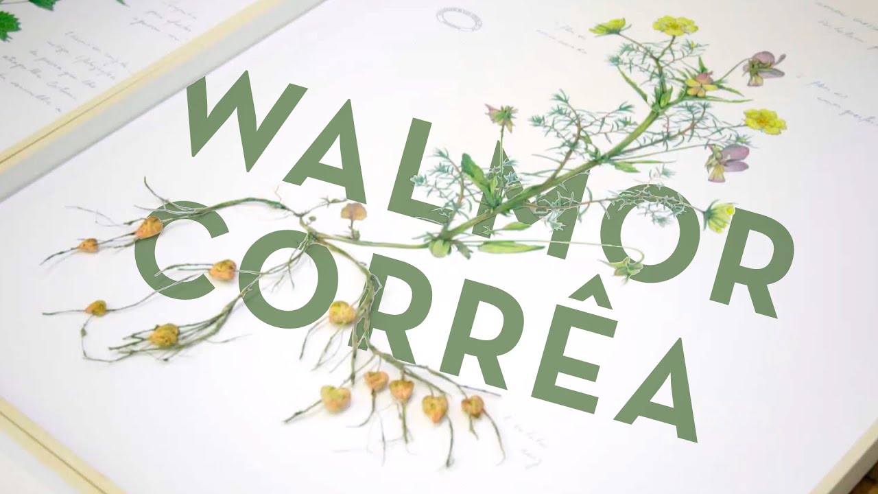 Walmor Corr&ecirc;a | Cidade Matarazzo