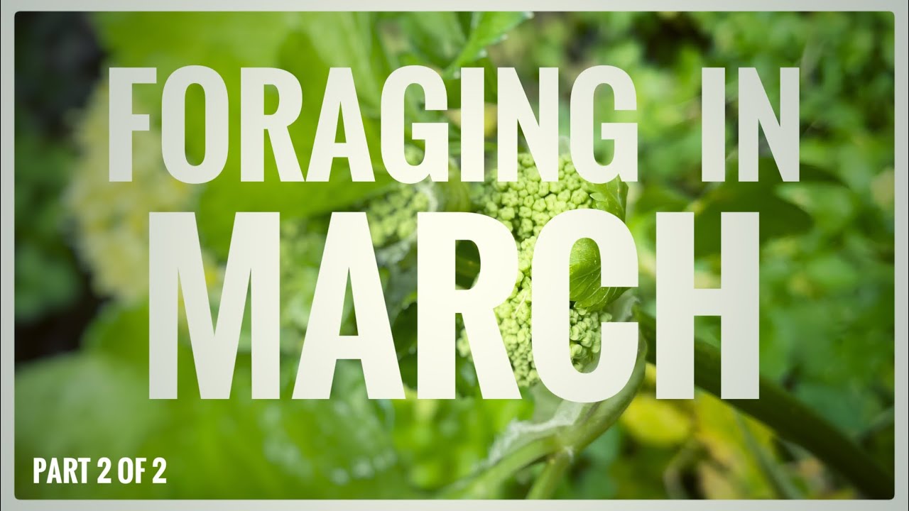 Foraging in March (Part 2 of 2) - UK Wildcrafts Monthly Foraging Calendar