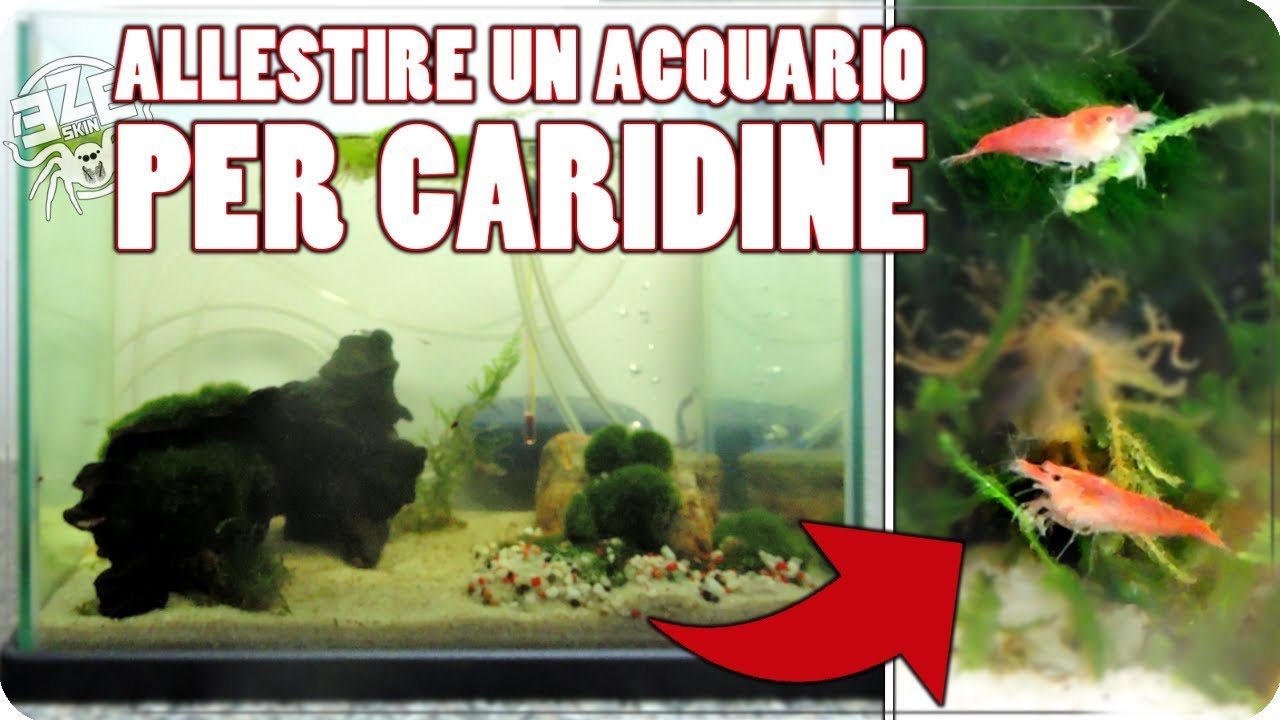 ALLESTIRE UN ACQUARIO PER GAMBERETTI : Caridine Red Cherry