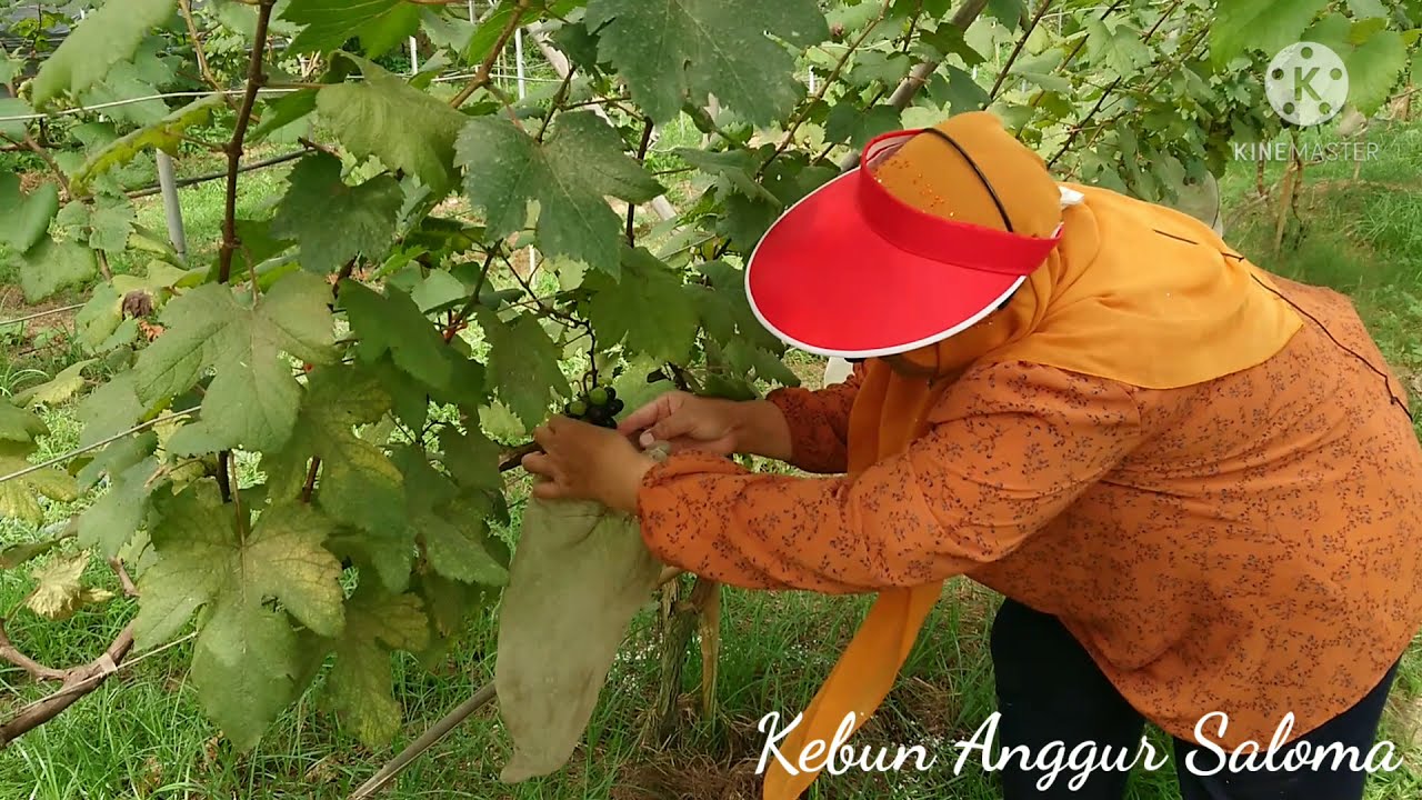 Cara Pembajaan Pokok Anggur Matang di Tanah bersama Kak Siti Saloma