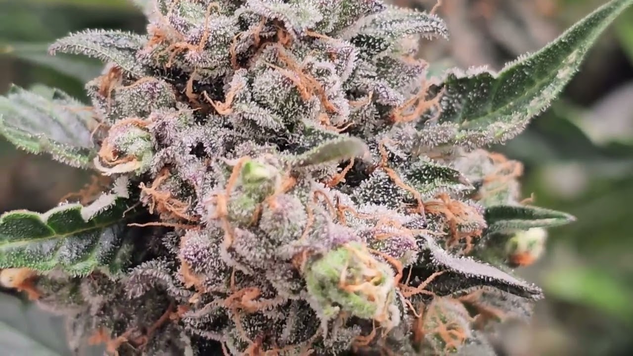 Royal Queen Seeds Cannabis Autoflowers Week 12