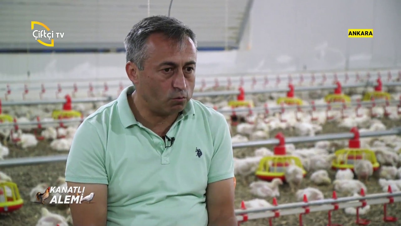 Broiler Tavuk Yetiştiriciliği - Kanatlı Alemi / Çiftçi TV