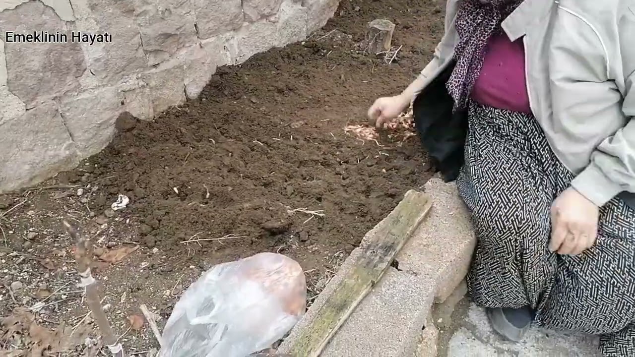 TAVUK SARMA 