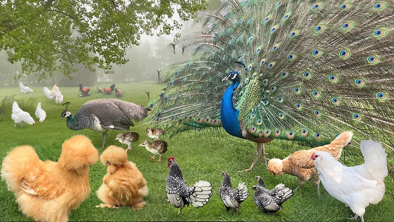 My Own Fairyland 🌿 The Art of Organic Living With Feathered Pets 🐔 Garden-to-Table Meals