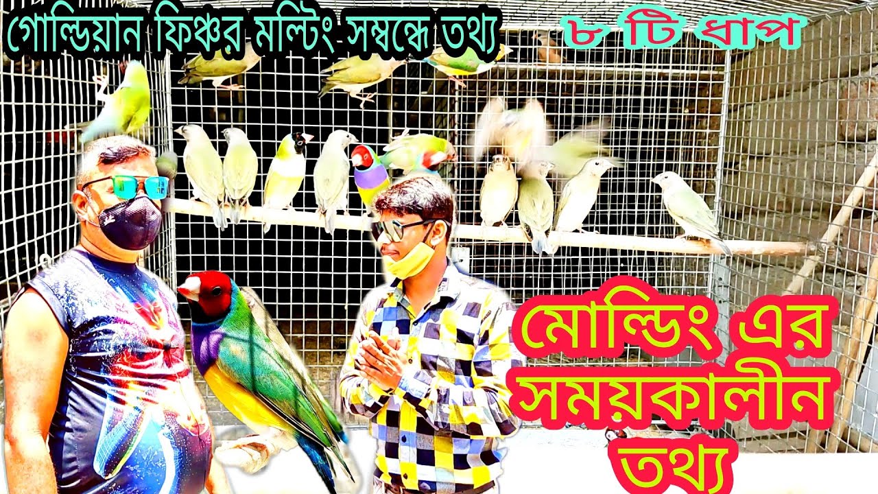 goldein finch molting care, গোল্ডিয়ান ফিঞ্চ এর মোল্ডিং এর সময়কালীন তথ্য,गोल्डन फिंच की जानकारी