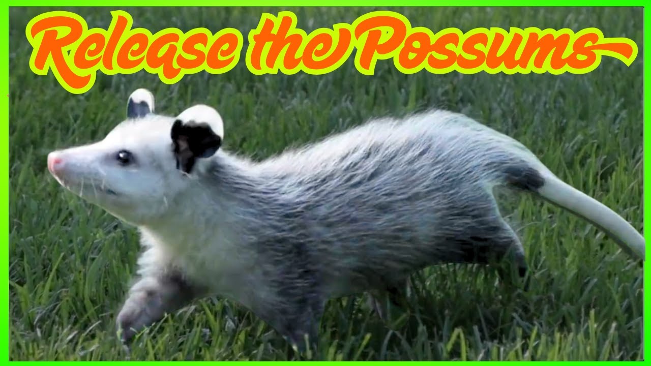 Release The Baby Possums!