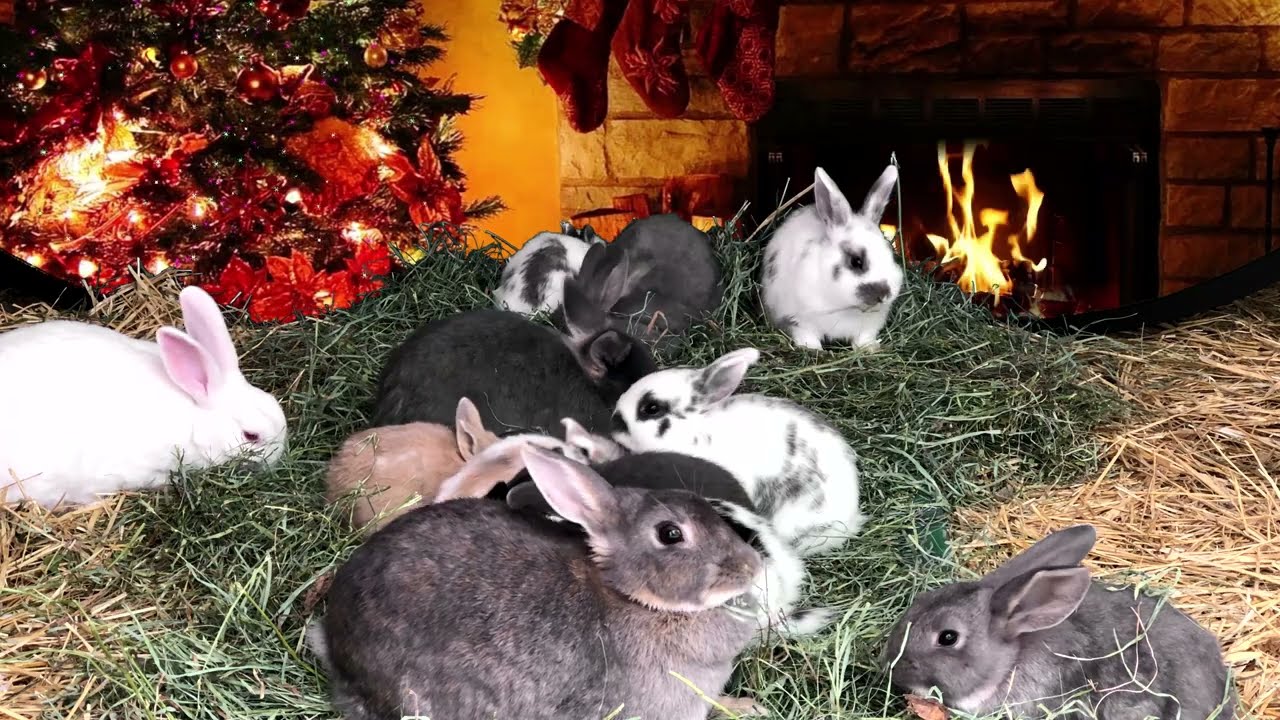 CHRISTMAS Music 🐰🎄🐰 Baby BUNNIES by CHRISTMAS TREE ✨🎄✨ HOLIDAY FIREPLACE ✨ X-MAS RABBIT COLONY ✨