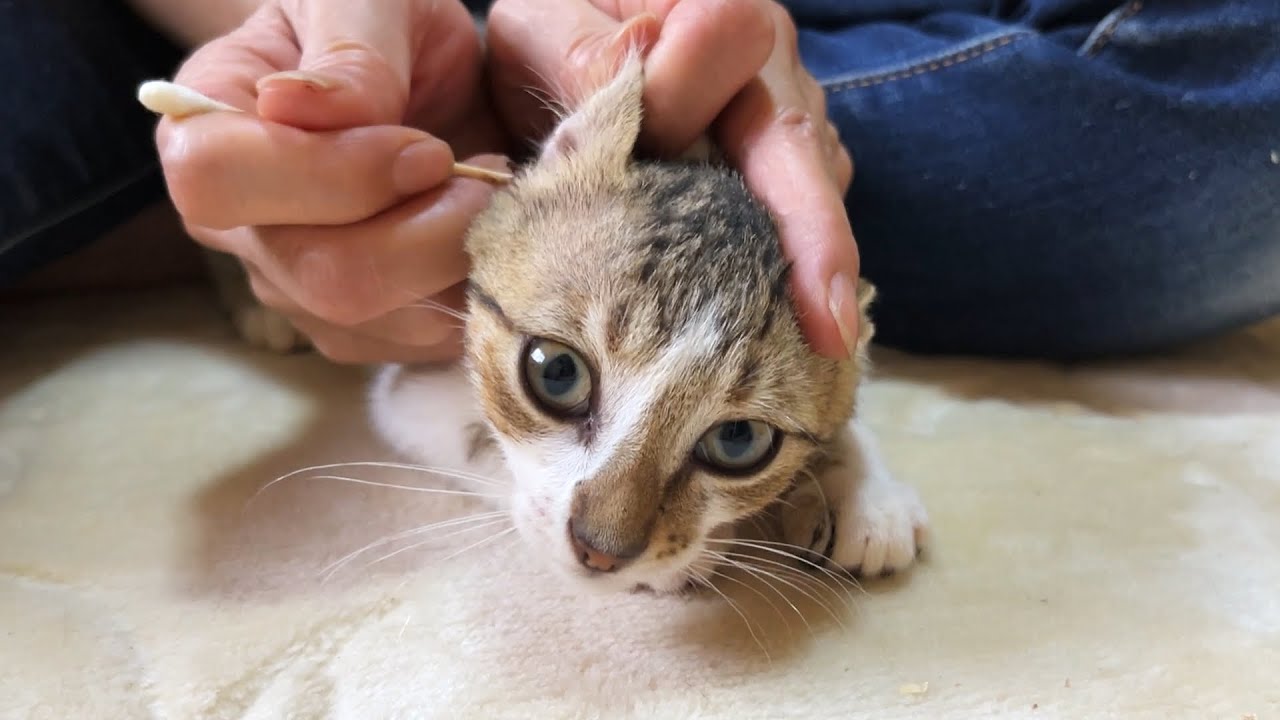 Реакция на чистку ушей спасенного котенка была слишком милой