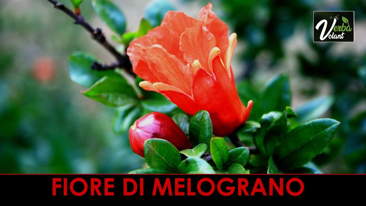 VERBA VOLANT - I Fiori di Melograno