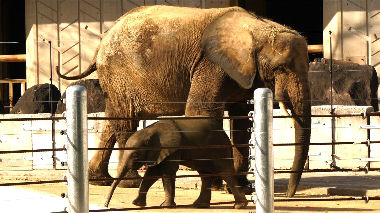 マルミミゾウの赤ちゃん「アオ」誕生から6ヶ月を迎えました【安佐動物公園】