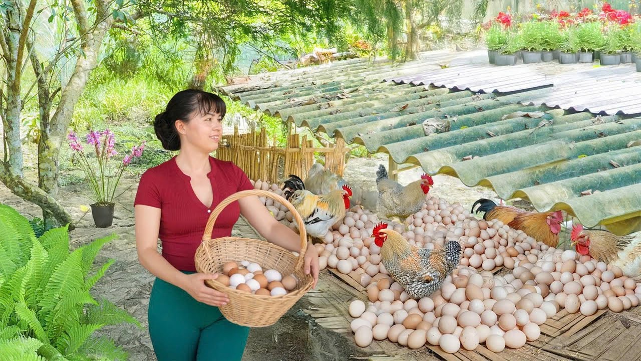 Harvest 1000 Chicken Eggs Easily - Build Hen Holes and Sell Locally