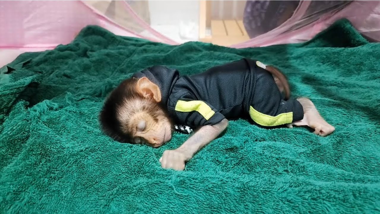 Baby Monkey Sleep After Bathing