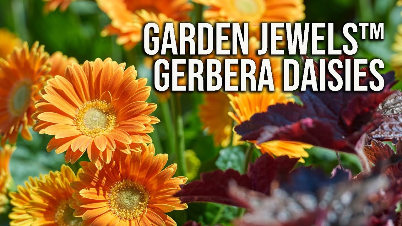 Garden Jewels™ Gerbera Daisies - All Season Flowers
