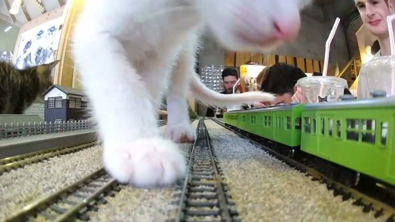 “New Cat Cafe Experience Starts Tomorrow!”