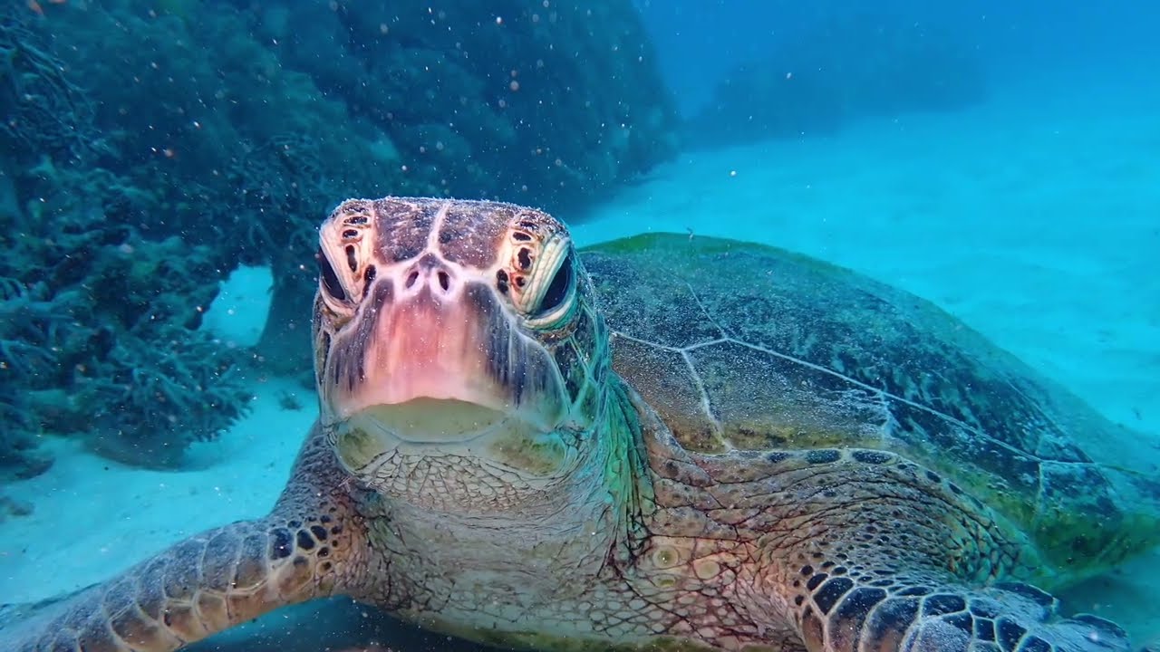 Divers Den trip August 2023