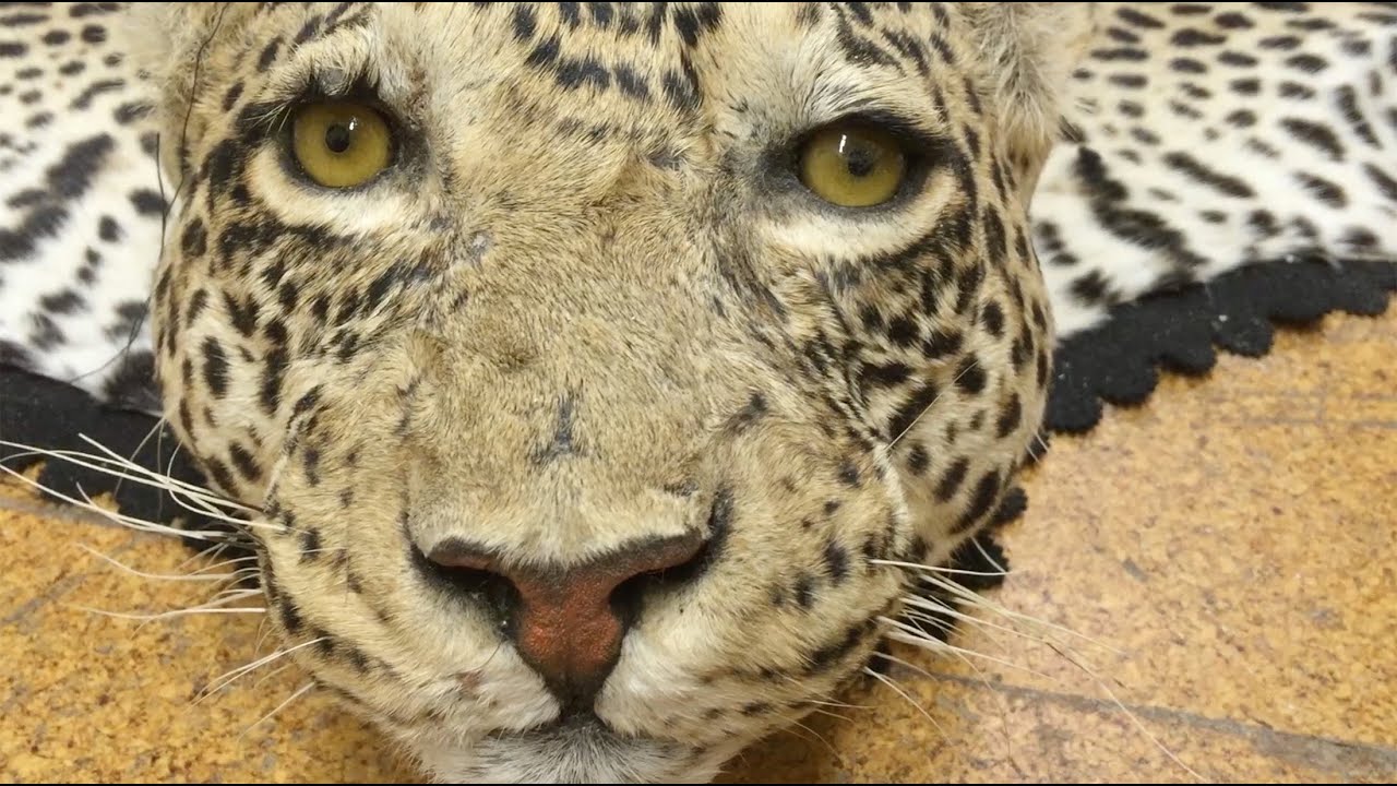 30 años disecando animales en el centro de Madrid. Juan Béjar, taxidermista