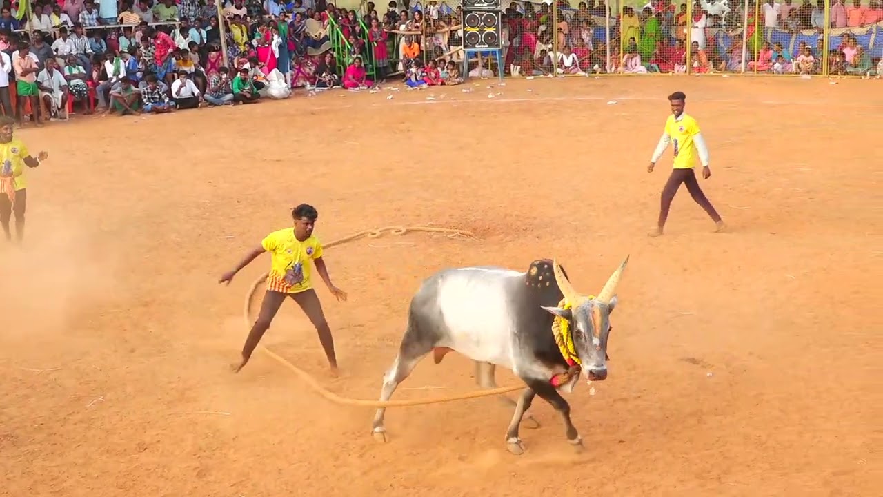 மருதிப்பட்டி ராயர் பிரதர்ஸ் சரவணன் கொம்பன் காளை | PK Media