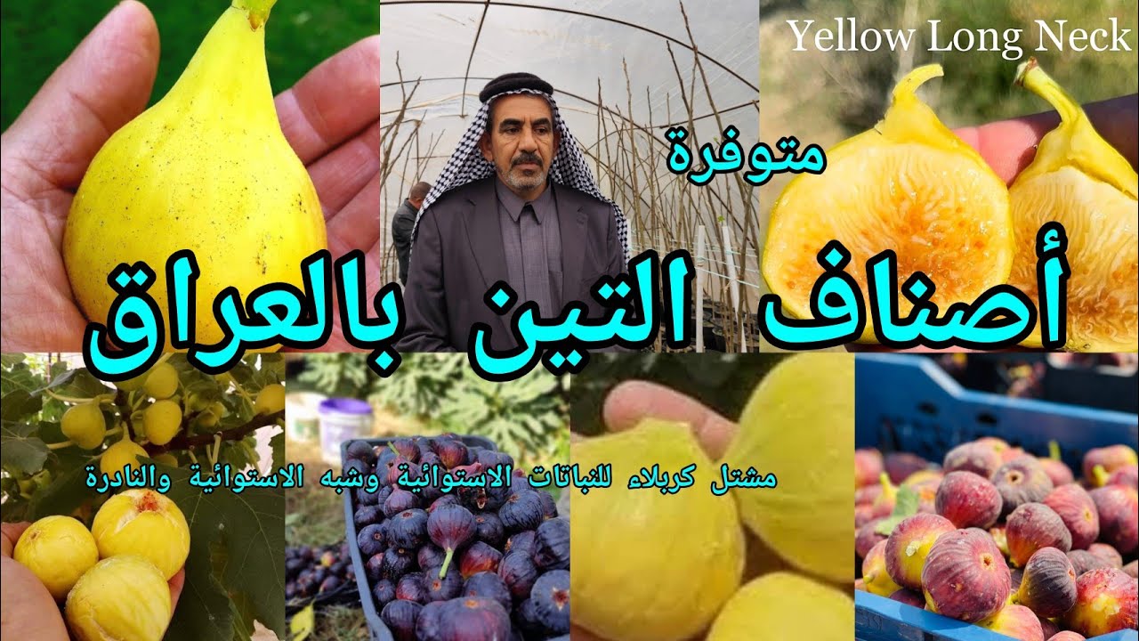 أصناف التين متوفرة في مشتل كربلاء للنباتات الاستوائية وشبه الاستوائية والنادرة  شاهدوا اسرار الزراعة