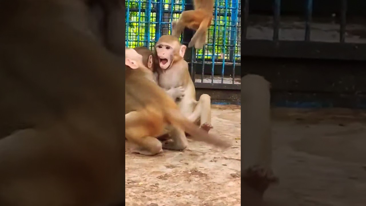 Baby Monkeys Fighting #babymonkeys #fighting
