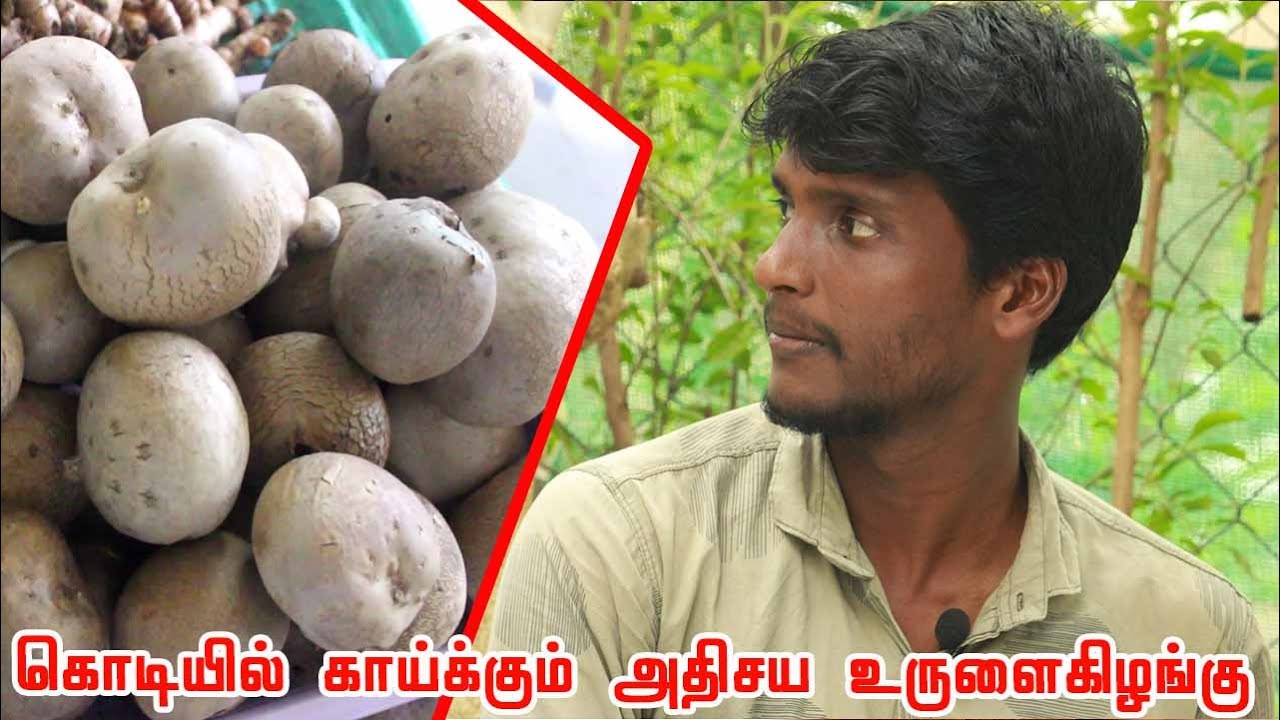 The SUPER Rare Edible Airpotato | வெற்றிலை வள்ளி கிழங்கு செடி வளர்ப்பு | Dioscorea bulbifera