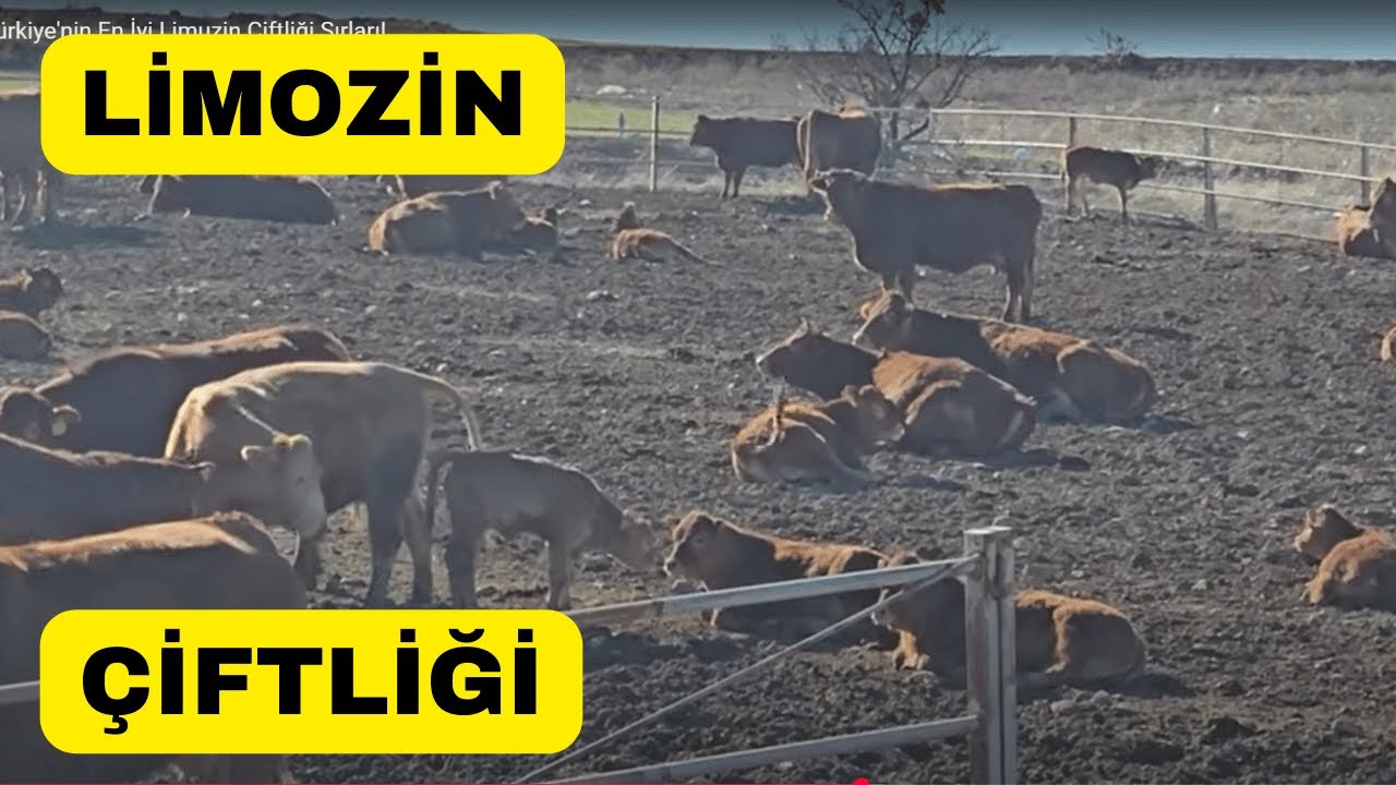 Секреты лучших лимузин-ферм в Турции!