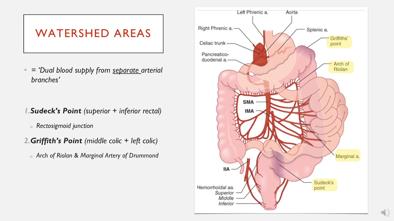 Watershed Areas of the Gut in less than 3 minutes