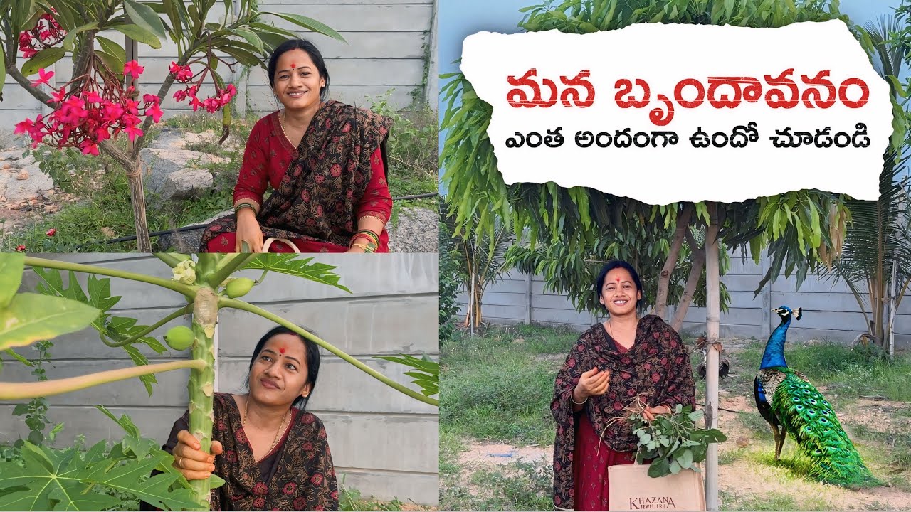 మన బృందావనం ఎంత అందంగా ఉందో చూడండి 🥰 #youtube #farmland #farming #beautiful 
