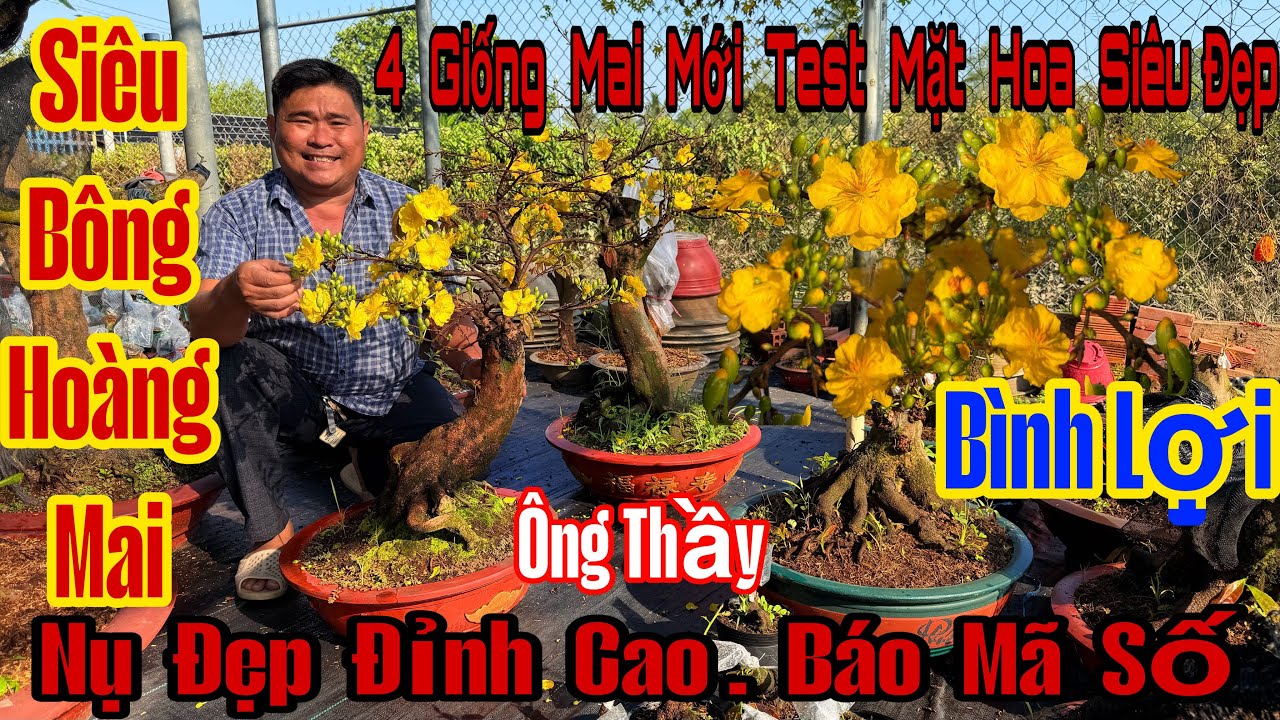 16/12âL☎️033 5218432☎️🌲Mai Vàng Chơi Tết Giá Rẻ🌲Bình Lợi-Giảo Ông Thầy-Cam Thiên Lộc-Như Ý-Ngọc Toàn